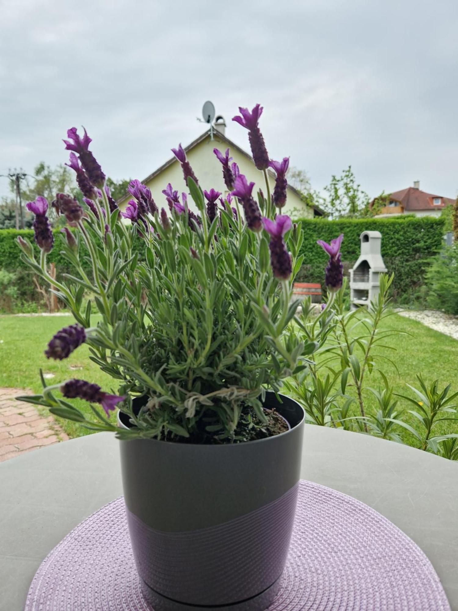 Balaton Apartman Fuered Balatonfured Exterior photo